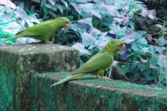 Green Macaws