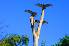 Turkey Vultures