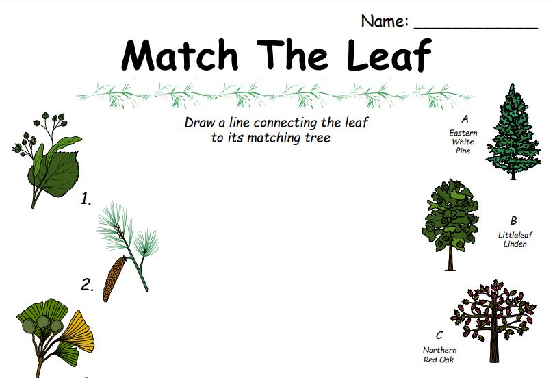 Match The Leaf (V.2)